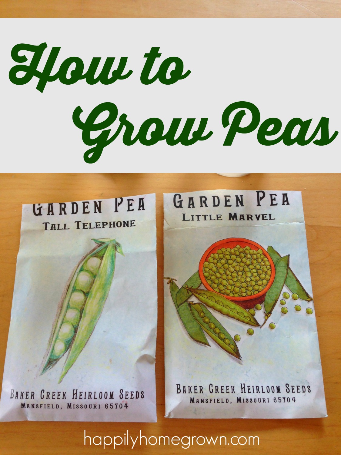 Peas are one of the earliest spring vegetables. They are easy to grow, and now is the perfect time to get them in the ground!