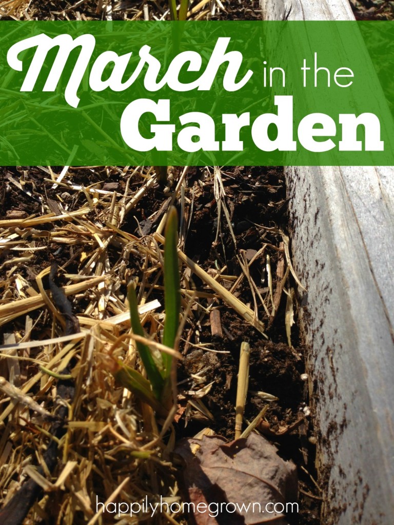 March in the Garden is a busy time. Beds need to be prepped, seeds started, trees pruned, and there is even stuff you can plant directly in the ground!