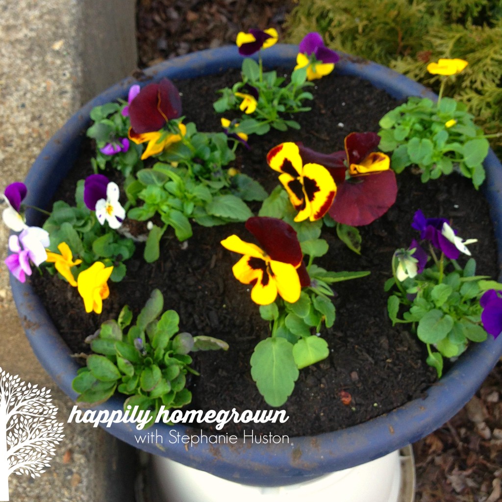 Even though its March, the warm weather has me in my garden. Some flowers and many vegetables can handle the cooler temps & even a frost. 