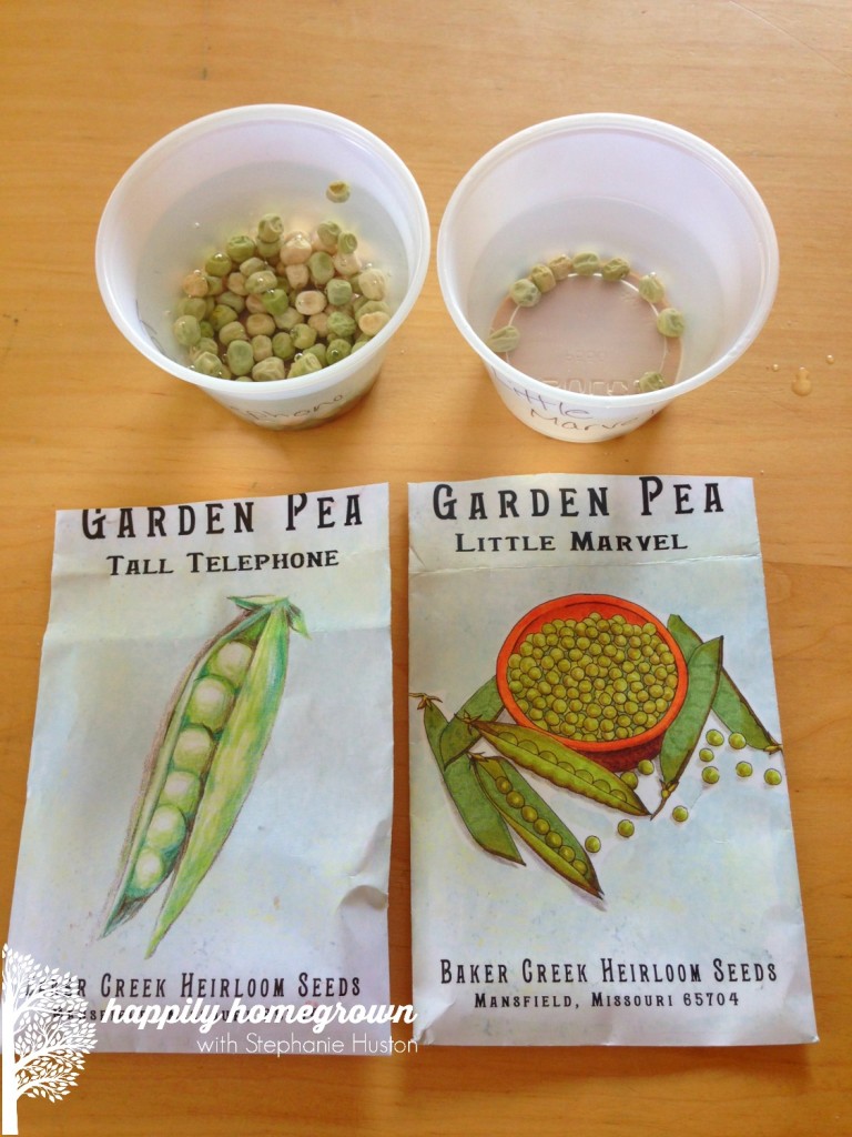 Peas are one of the earliest spring vegetables. They are easy to grow, and now is the perfect time to get them in the ground!