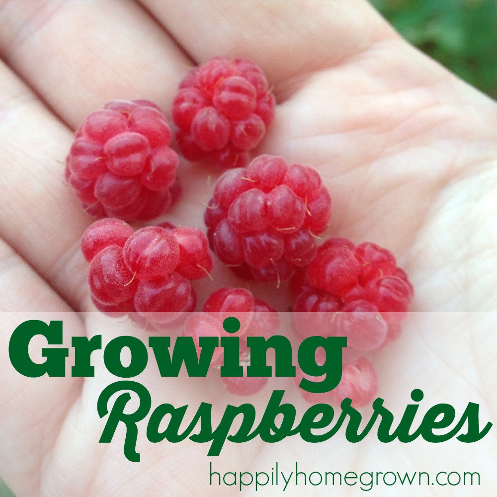 Raspberries are one of my favorite fruits, so I decided to grow them in our gardens. It didn't go as planned. Not even close. Here are 3 tips for growing raspberries, and 1 tip for killing them.