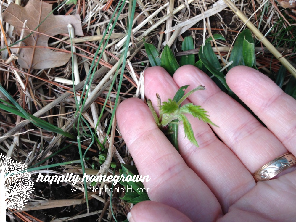 Raspberries are one of my favorite fruits, so I decided to grow them in our gardens. It didn't go as planned. Not even close. Here are 3 tips for growing raspberries, and 1 tip for killing them.