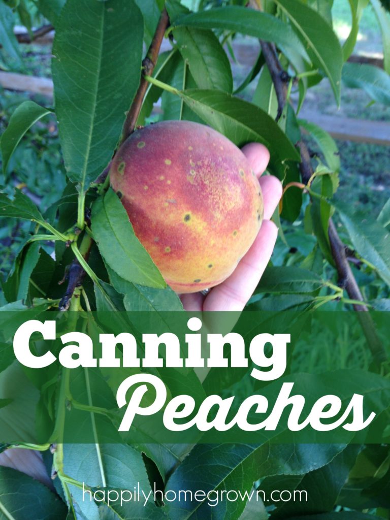 Canning peaches means capturing the summer sun in a jar to enjoy on the coldest winter day. Home canned peaches are not only delicious, but they are easy to prepare.
