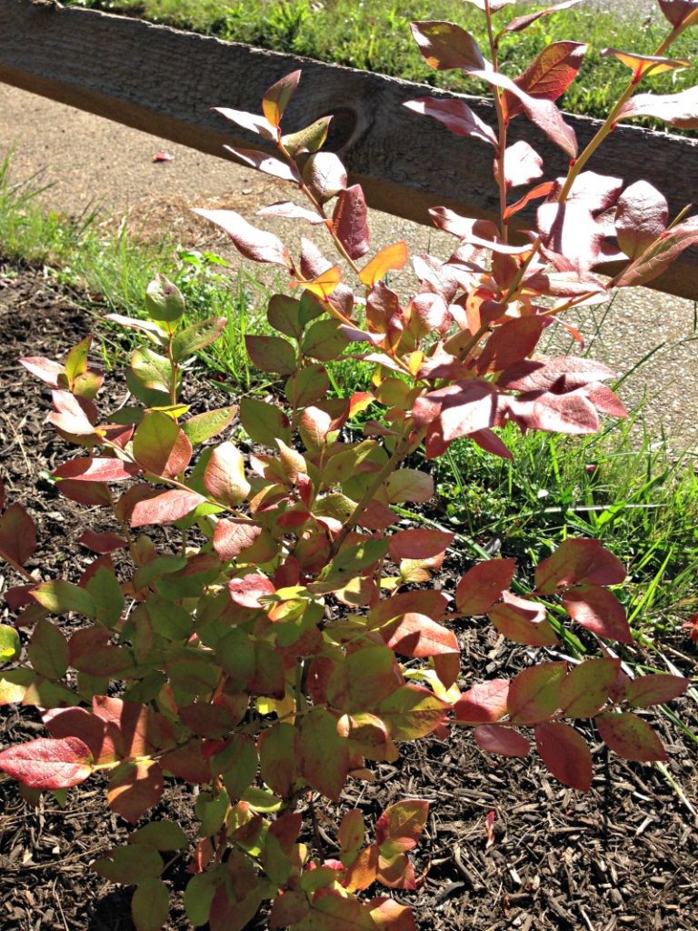 Now that autumn has arrived, the garden has new life! Come see what October is like in our garden, and take a peak of what we will see in the spring.