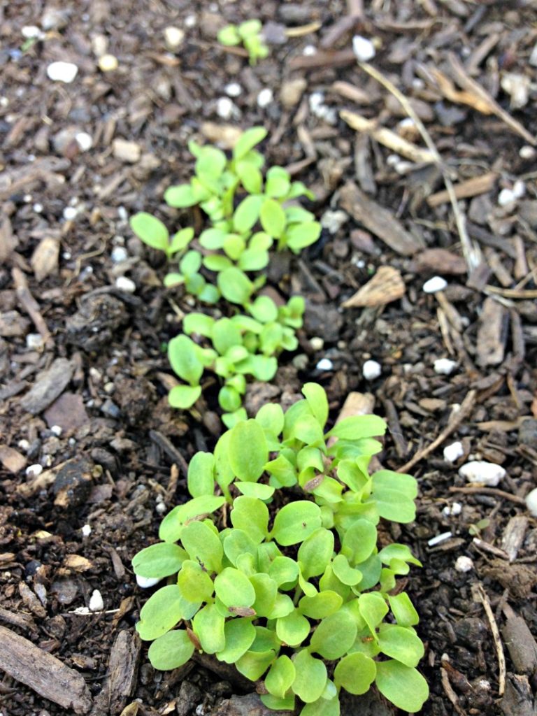 Now that autumn has arrived, the garden has new life! Come see what October is like in our garden, and take a peak of what we will see in the spring.