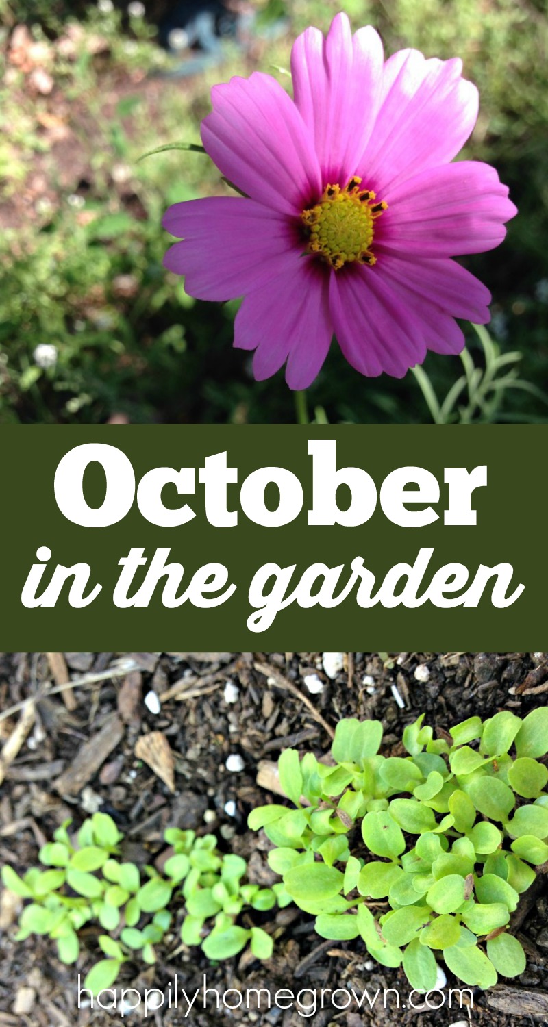 Now that autumn has arrived, the garden has new life! Come see what October is like in our garden, and take a peak of what we will see in the spring.