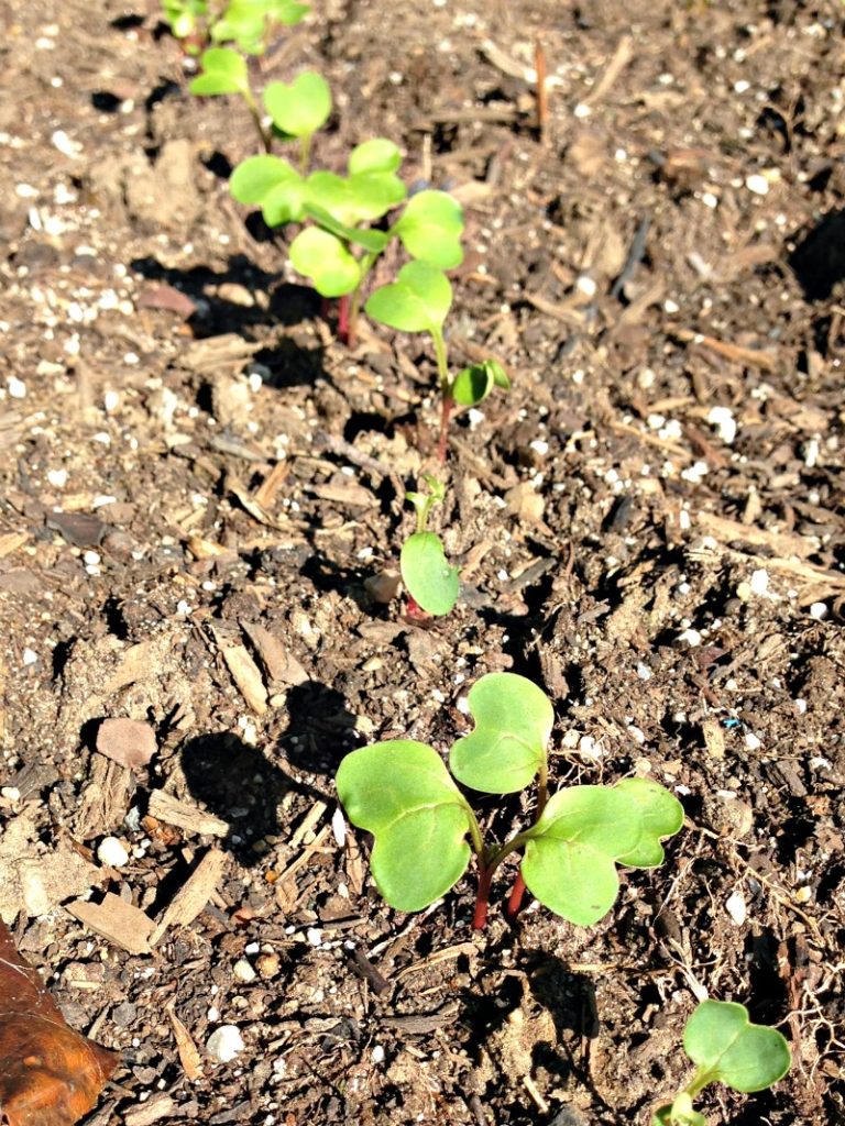 Now that autumn has arrived, the garden has new life! Come see what October is like in our garden, and take a peak of what we will see in the spring.