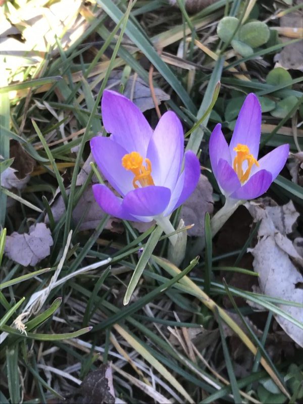 Signs of Spring in the Middle of February - Happily Homegrown