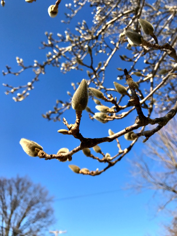 There are signs of spring all around us, even if it is the middle of February!  From the warm air and sunshine, to the first flowers already in bloom!
