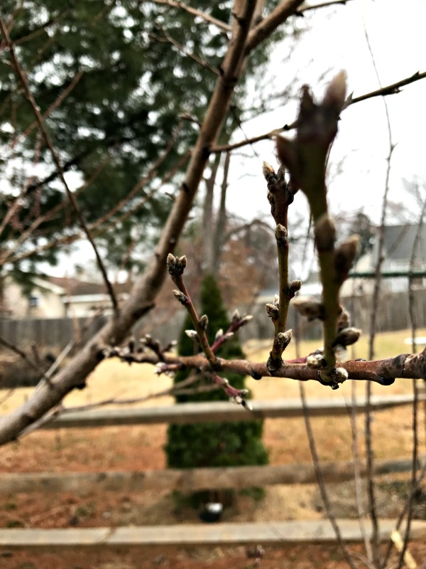 There are signs of spring all around us, even if it is the middle of February!  From the warm air and sunshine, to the first flowers already in bloom!