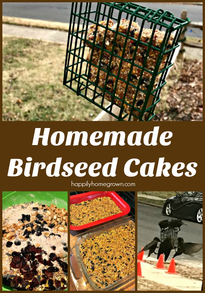 Bird deals seed cakes