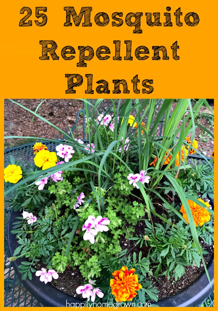 Want to keep mosquitoes and gnats from bugging you this summer? Here are 25 Mosquito Repellent Plants and tips for creating your own planter to keep the bugs away and have things look beautiful at the same time.