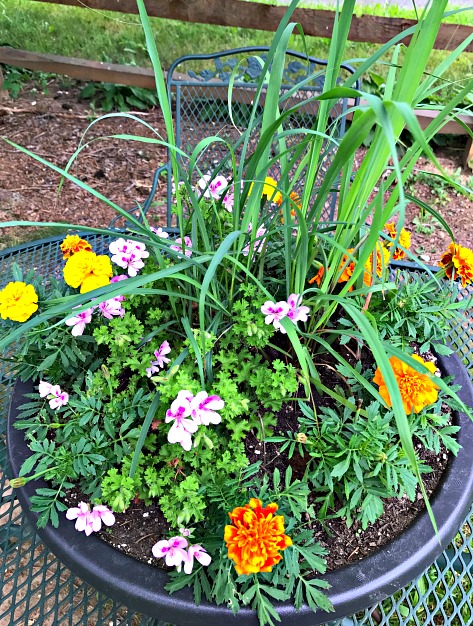 Want to keep mosquitoes and gnats from bugging you this summer? Here are 25 Mosquito Repellent Plants and tips for creating your own planter.