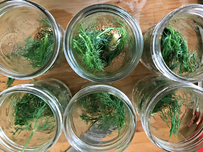 From the garden to the pantry all in a single afternoon.  Dill pickle spears are our family's favorite way to preserve the cucumbers we grow each summer.  After a 5lb harvest this weekend, it was time to break our the canning kettle and put up some pickles!
