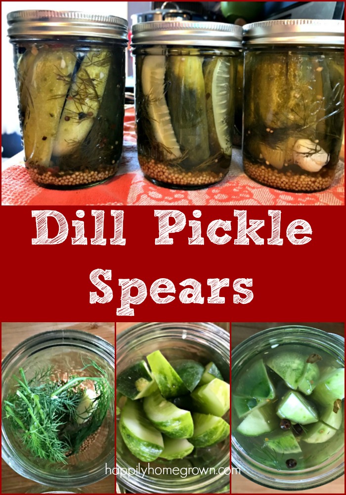 From the garden to the pantry all in a single afternoon.  Dill pickle spears are our family's favorite way to preserve the cucumbers we grow each summer.  After a 5lb harvest this weekend, it was time to break our the canning kettle and put up some pickles!