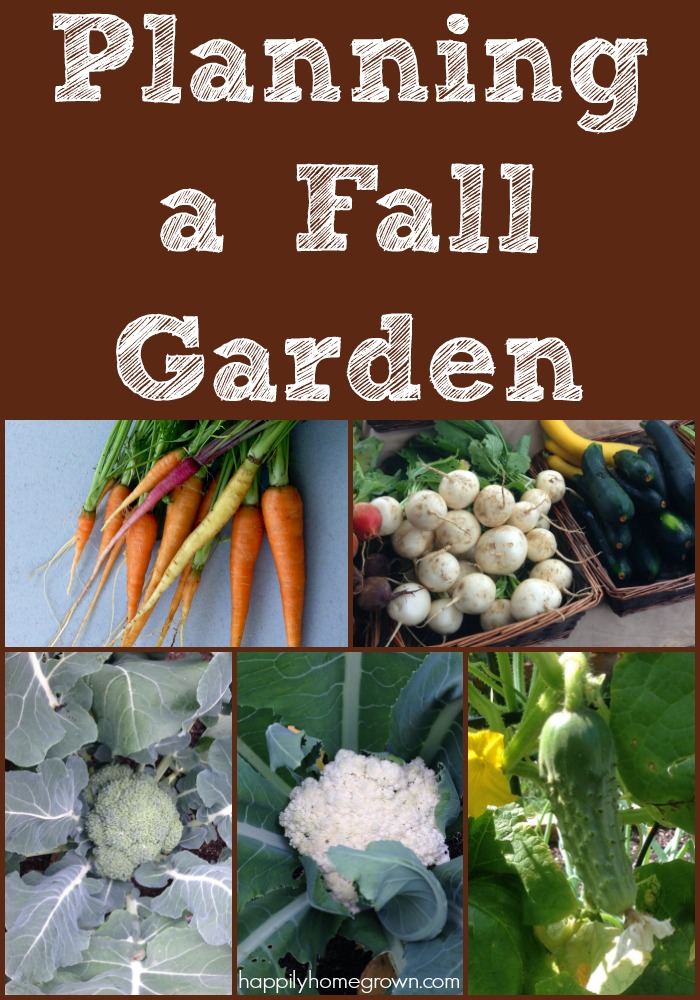 I know what you're thinking, "A fall garden? It's only July!"  But now is exactly when you should be thinking about your fall garden.