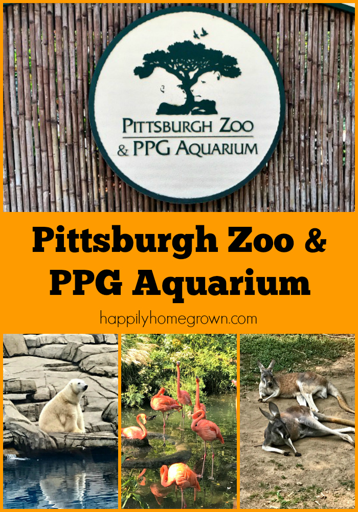 Join us as we take our homeschool on the road to the Pittsburgh Zoo & PPG Aquarium for a beautiful family day at the zoo.