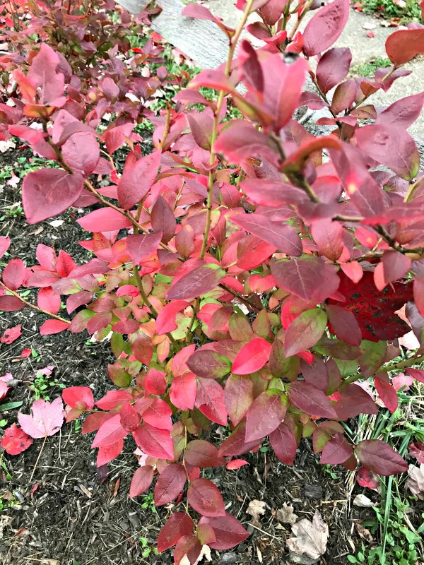 It may be November, but there's still a lot going on in the garden!  From final harvests and a few stray blooms, to prepping for next spring.