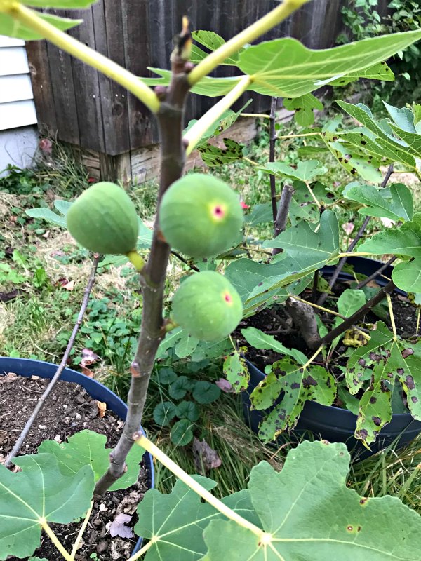 It may be November, but there's still a lot going on in the garden!  From final harvests and a few stray blooms, to prepping for next spring.