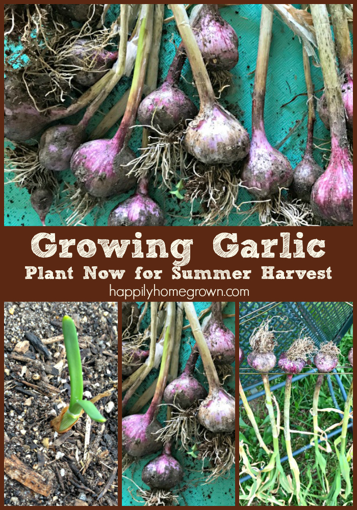 Growing Garlic - Plant now for summer harvests.  Like spring flowers, garlic likes to be in the ground over winter before growing and producing throughout the spring.