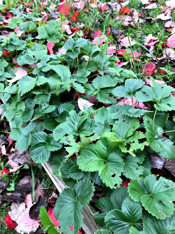 It may be November, but there's still a lot going on in the garden!  From final harvests and a few stray blooms, to prepping for next spring.