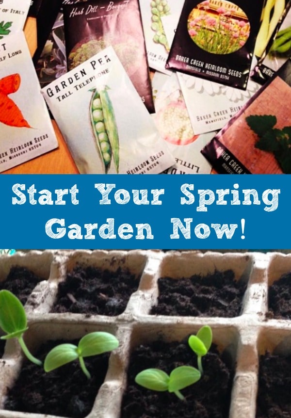 You can get a jump on your spring and summer garden by starting your seeds indoors in February.  Garden centers, as well as Home Depot and Lowes, are already well stocked with seed starting supplies and tons of fruit, vegetable, herb, and flower seeds.  