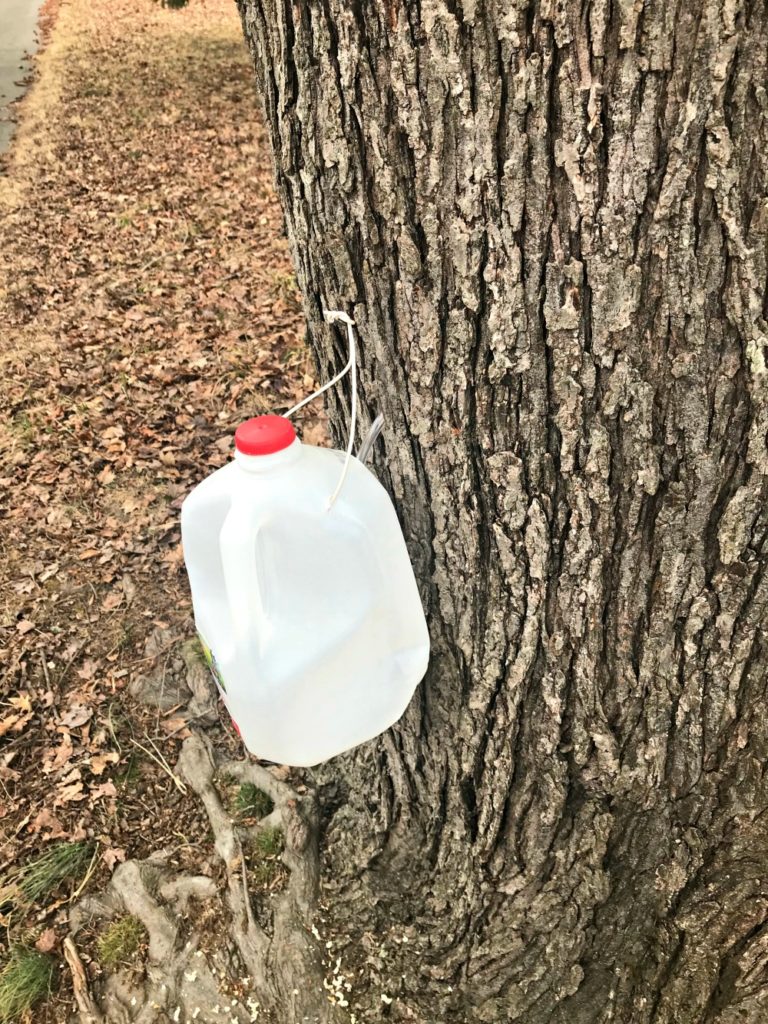 Day 1 of our backyard #maplesugaring adventure.