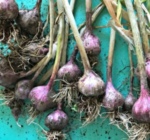 Growing Garlic - Plant now for summer harvests. Like spring flowers, garlic likes to be in the ground over winter before growing and producing throughout the spring.